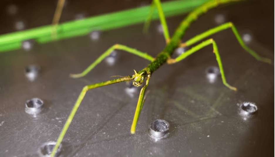 Genetically Engineered Mosquitoes