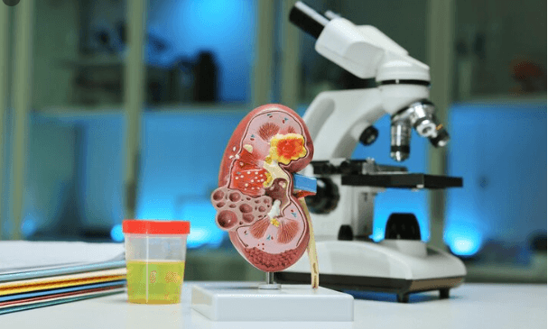 The Bio-Printed Organ Era , Inside the San Francisco Lab Printing Human Kidneys on Demand